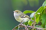 Jamaican Vireo